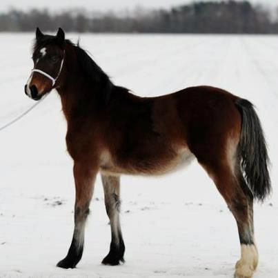 



Greenhills Lord Red Rum, vokser sig fin og stor i det nordjyske. foto taget at ALWJ - 