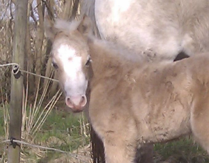



Greenhills Spot On født 25 April
F. Ysselvliedts Iron Destiny, M. Ysselvliedts Sapphire, MF Springbourne Glide