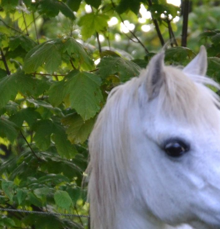 Ysselvliedts Shy Laicka, maj 2014