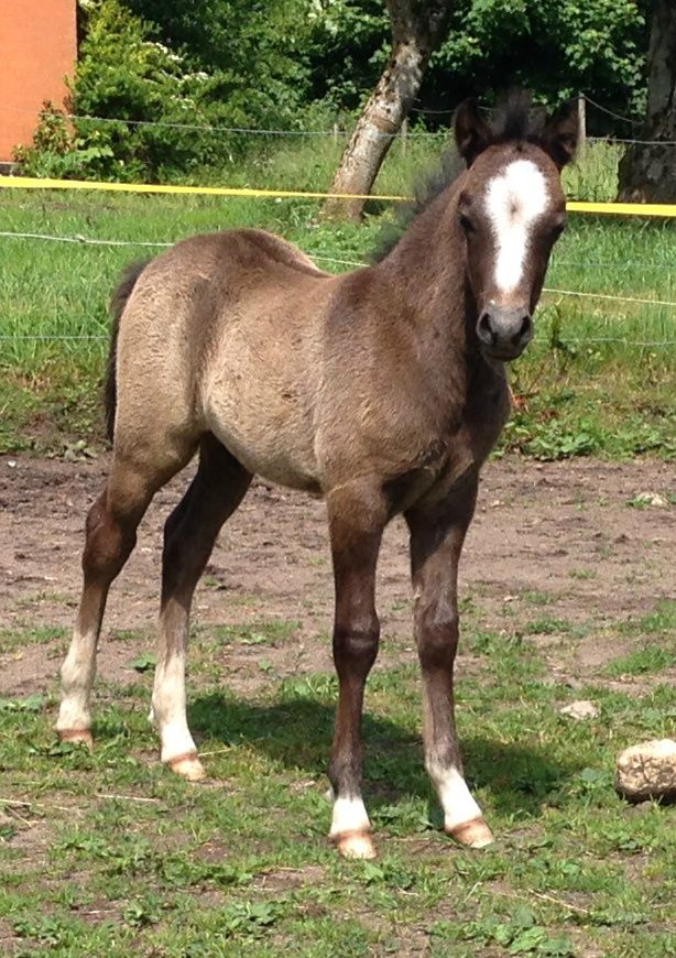 Greenhills Shy Little Idefix - For Sale
