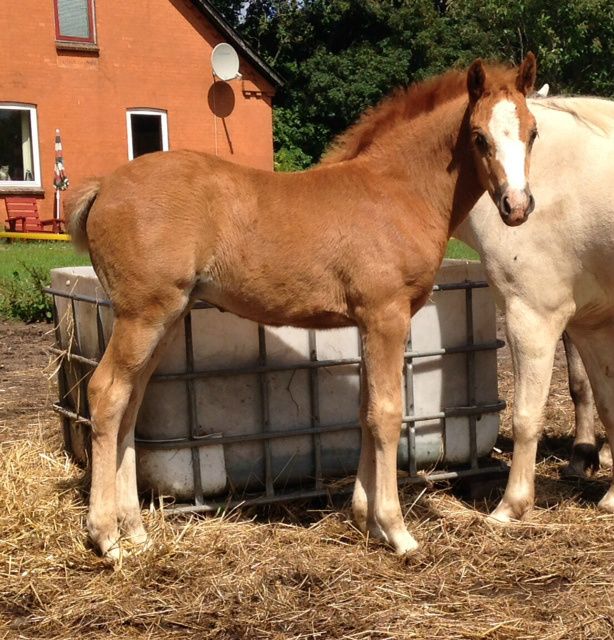 Greenhills Noble Dancer, WPBR filly for sale