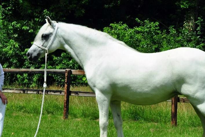 Ysselvliedt´s Sapphire, 2015
