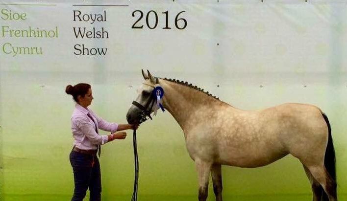 Donatella-Kick
(foto venligst fra Brichmore Stud)