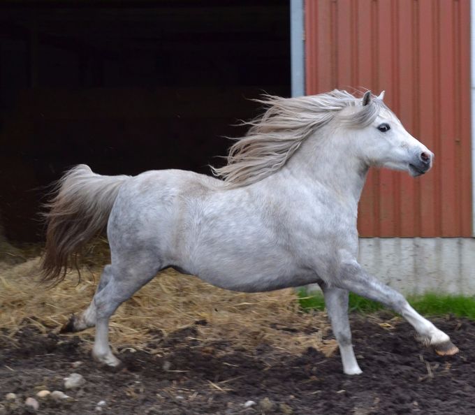 Greenhills Shy Louie (vallak) har været udlånt og kommer snart hjem. Denne smukke dreng vil komme til salg.