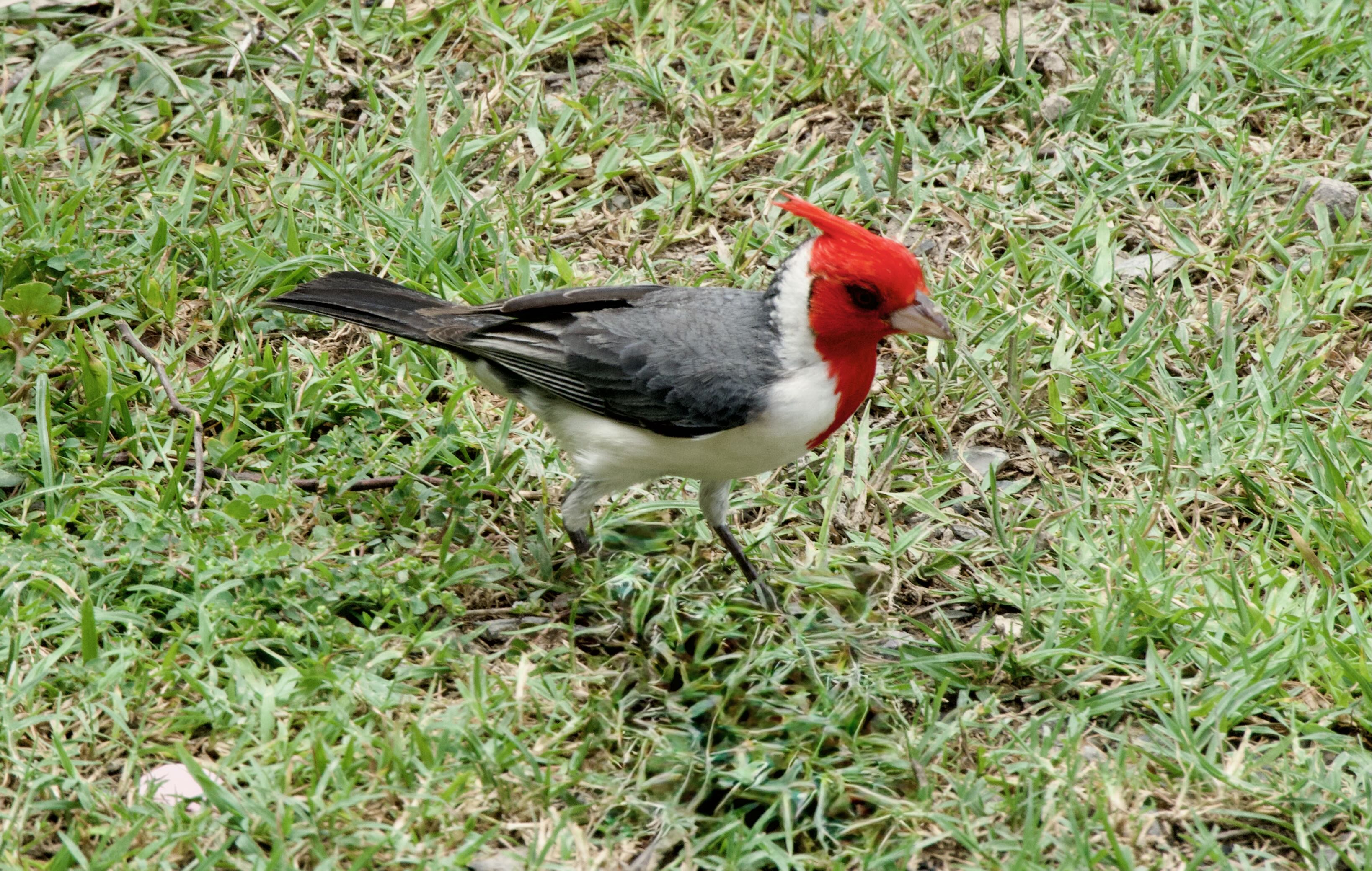Bahía Negra, Paraguay with the BOBRPY tripoint marker and Pantanal landscape, reflecting local culture