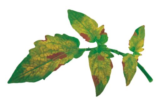 BORON DEFICIENCY
