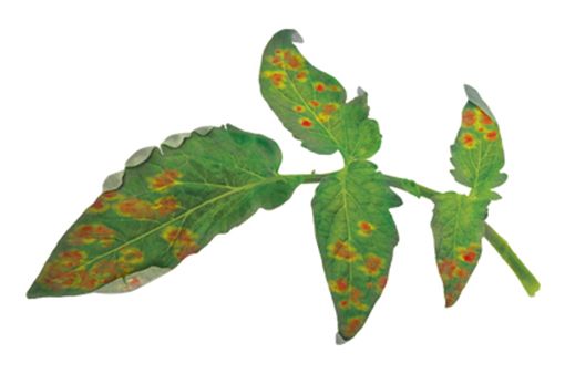 CALCIUM DEFICIENCY