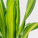 Dracaena
