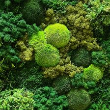 7. Mix Moss Naturel Plus/Wild
