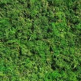 Forest wild