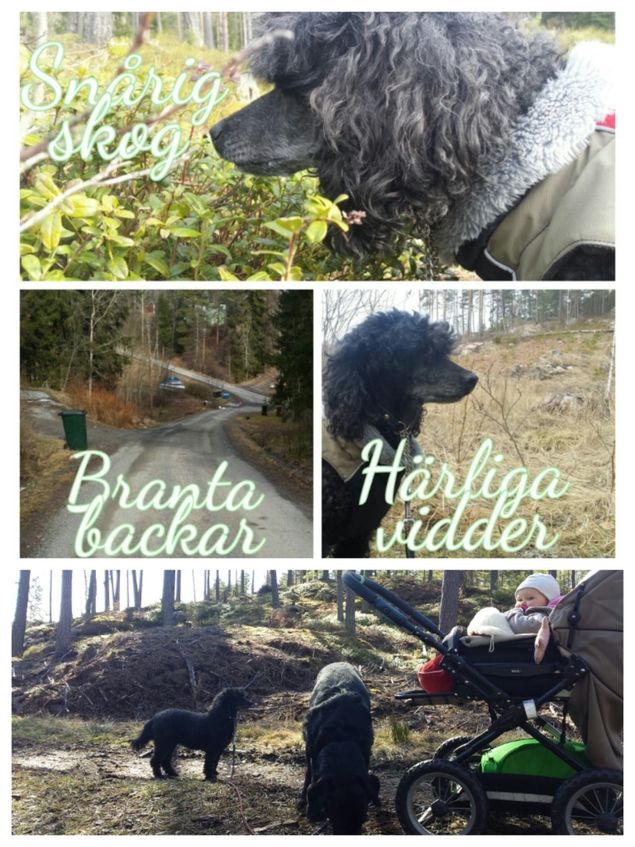 Vilken underbar dag som kom till mötes i skogen. Vi har, utan att behöva leta, fått våren till oss, inte bara genom sol och värme och sprittande knoppar. En ensam liten fjäril så gul så gul, fladdrade omkring lite nyvaket och ivrigt bland solupplyst blåbärsris i skogen. Försökte mig på att springa efter med kameran i högsta hugg men hundarna var inte riktigt lika villiga som jag att älga in i snåren -haha! Så ni får tro på mitt ord om att detta härliga vårtecken faktiskt beskådades. 