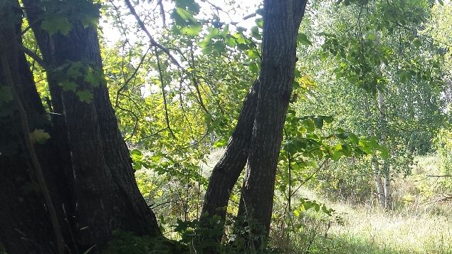 Underbara dagar det vart nu det sista ♡
Varje dag har börjat med en lite kyligare förmiddag för att sedan bli sensommarvärme. När jag kört hundarna i bilen har jag ställt upp sidodörren något (skjuvdörr)  så det fläktar in skön och sval luft dit bak då termometern visar att det behövs. Ska försöka klura ut en lösning att få in AC-luft  så jag slipper oroa mig för 