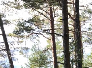«Skauhytta» ligger 10m fra vannkanten/Leben in der Natur. Freiheitsgefühl.