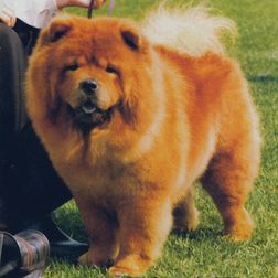 Ch Haitungs Etoshi-Ko-You