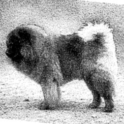 Ch Huang-Choo av Brogyllen