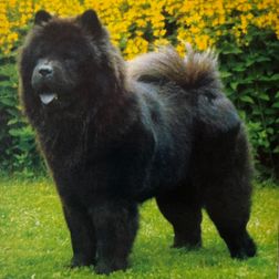 Ch Amcho Ebony Cirkeline
