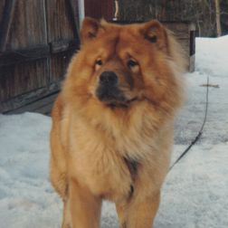 Ch Bamse
