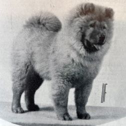 Blackshomes Chino Lionheart