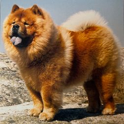 Ch Haitungs Jetzo