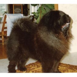 Ch Haitungs Hoa-Hoa