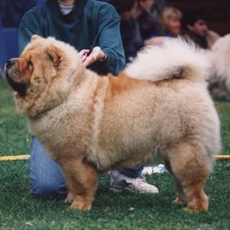 Ch China Young's Henna of Wandox