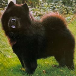Ch Kansus Black Arctic Night