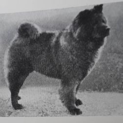 Ch Ni-Ni-San Fu