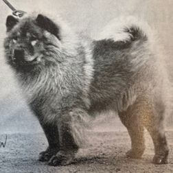 Ch Ramstorps Björn