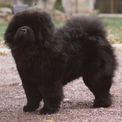Ch Sumsai Shadow Imp of Chilite