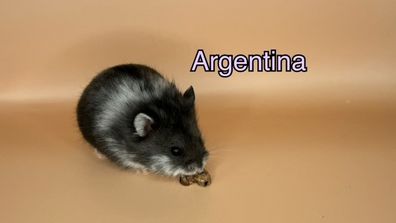 Argentina
