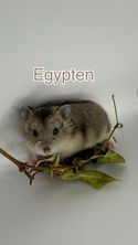 Egypten