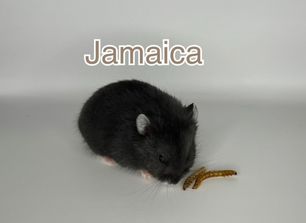 Jamaica