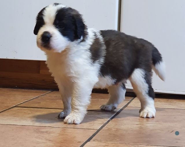 Hercules.Såld 