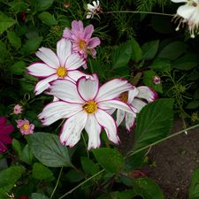 IMG-20220630-WA0005