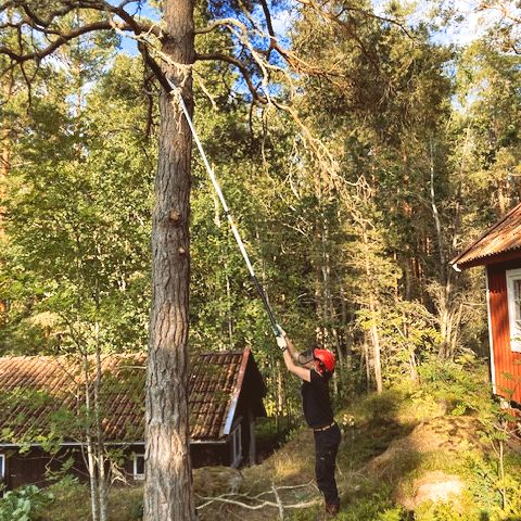 beskärning