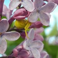 Insektenes hage