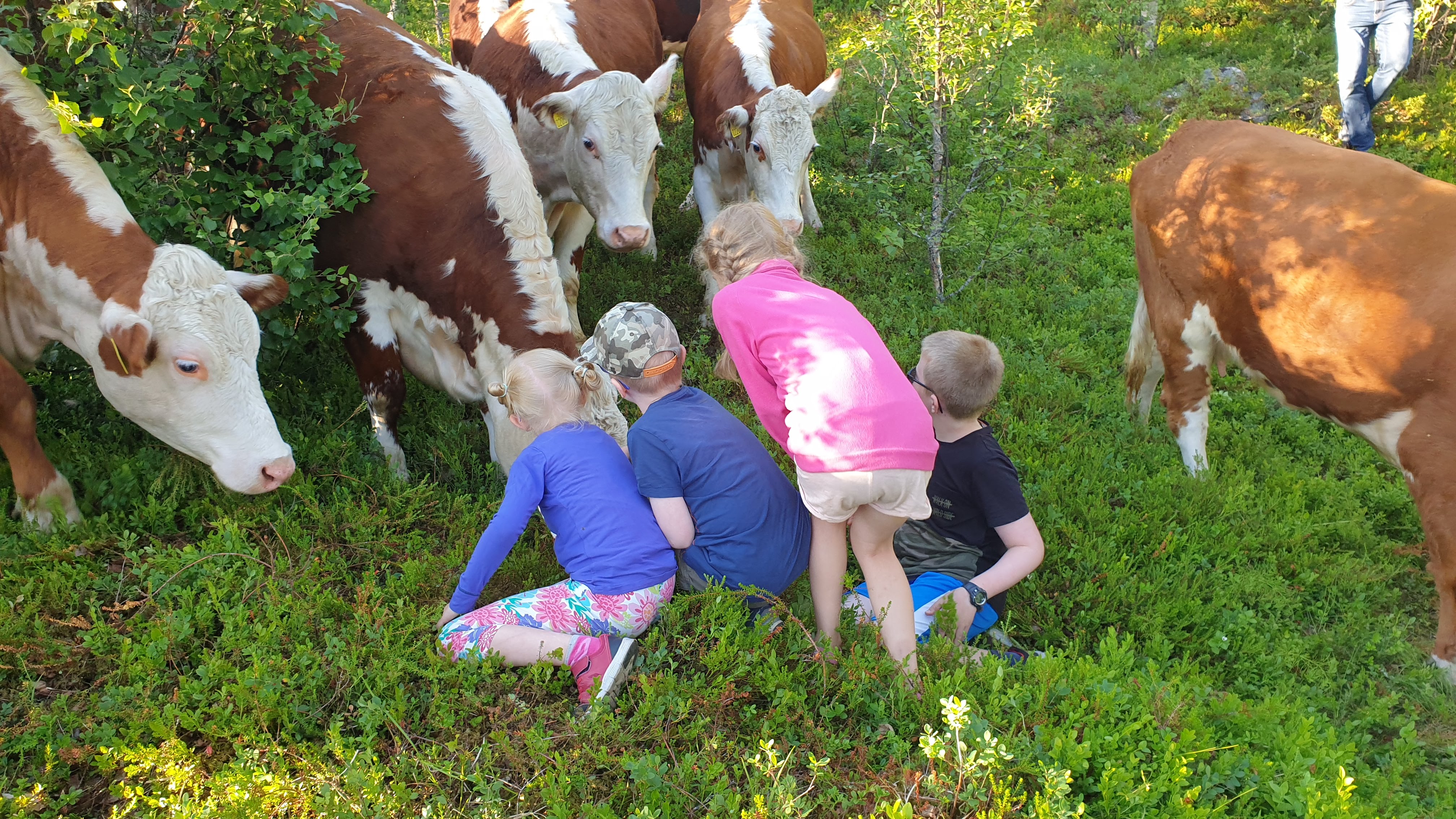 Tillitsfulle og vennlige kyr