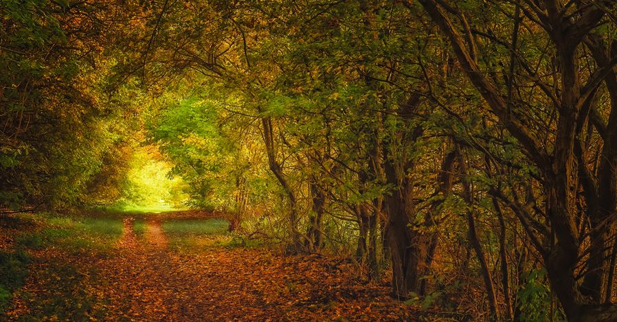The Glade