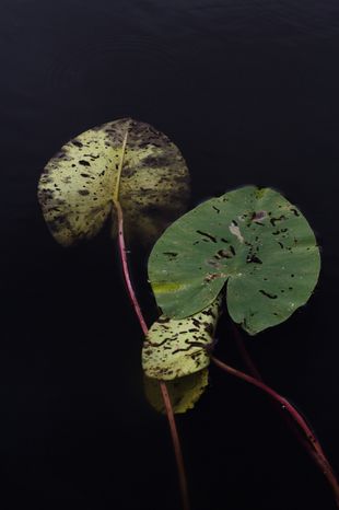 Wabi-sabi