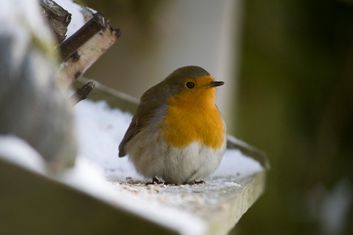 dieren002