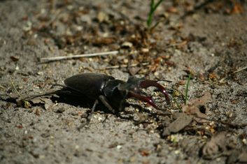 dieren005