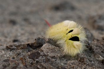 dieren009