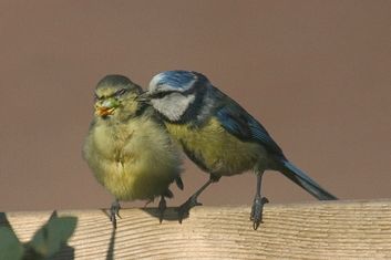 dieren010