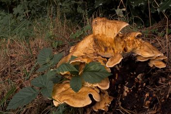 paddestoelen002