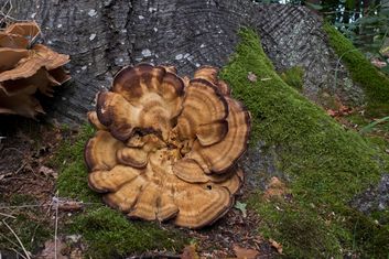 paddestoelen003