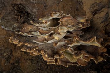 paddestoelen004