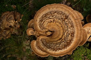 paddestoelen005