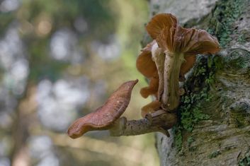 paddestoelen008