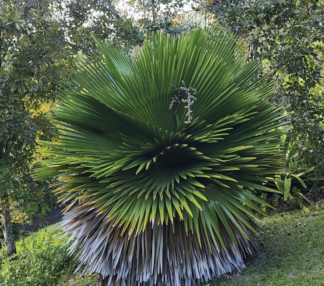 Copernicia macroglossa