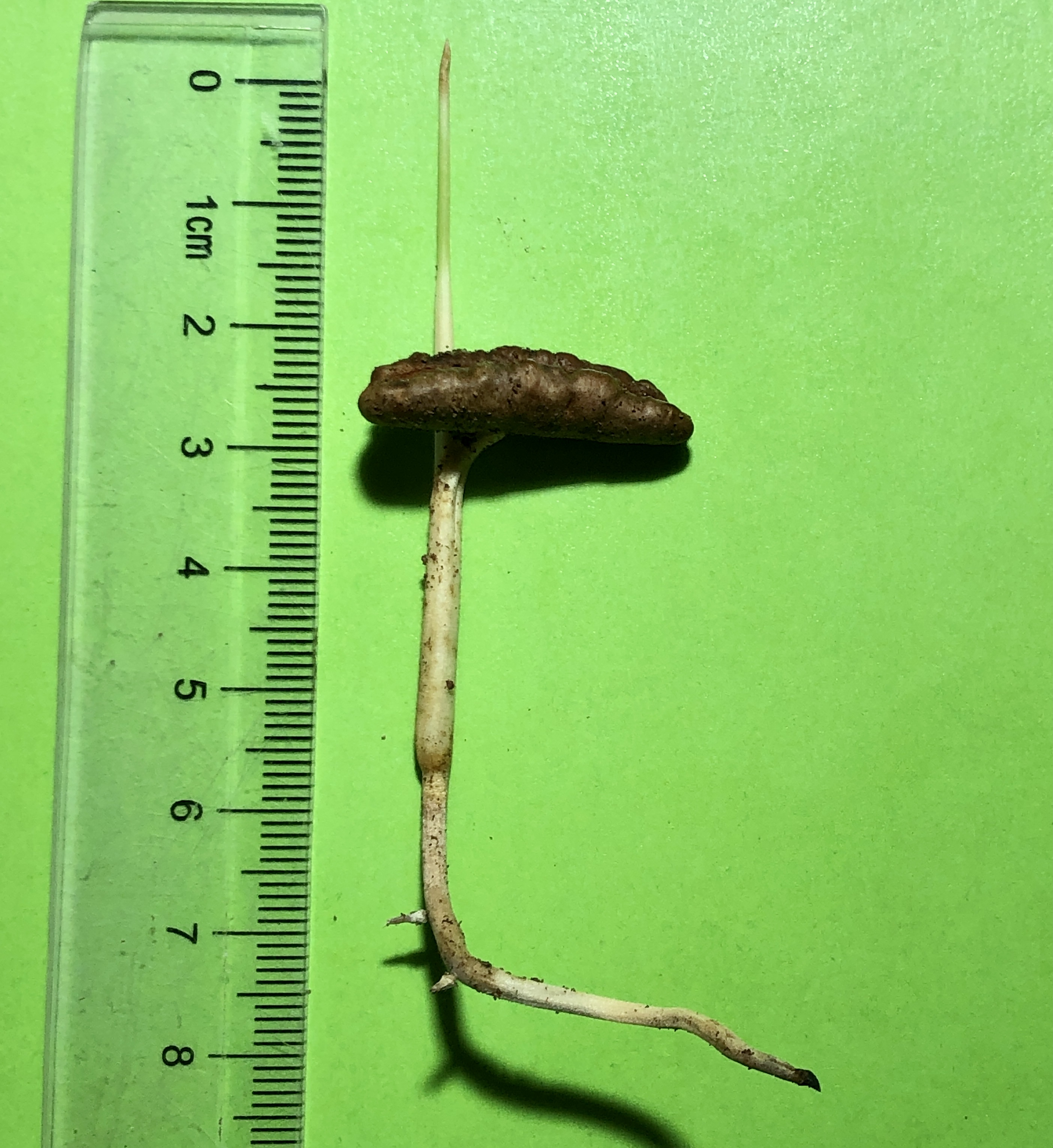 Phönix dactylifera